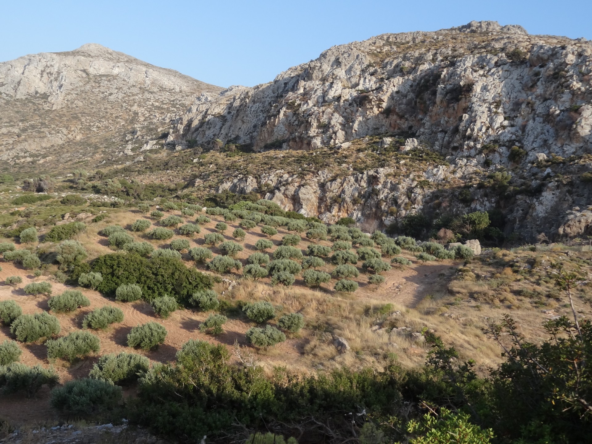 Eeuwenoude Griekse olijfbomen in Zakros, Kreta — de oorsprong van Oléa olijfolie